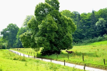 Wegabschnitt