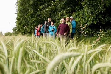 Wandern in der Region Teutorburger Wald Eine Gruppe von Menschen wandert durch ein üppiges Getreidefeld, im Hintergrund dichter Wald.