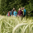 Wandern in der Region Teutorburger Wald Eine Gruppe von Menschen wandert durch ein üppiges Getreidefeld, im Hintergrund dichter Wald.