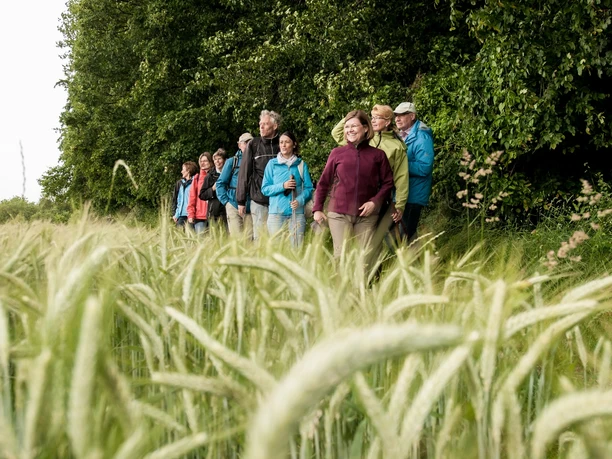 Wandern in der Region Teutorburger Wald Eine Gruppe von Menschen wandert durch ein üppiges Getreidefeld, im Hintergrund dichter Wald.