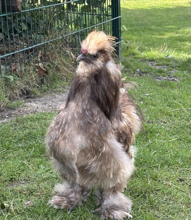 Jedes Huhn hat auf dem Familienhof Brüning einen Namen..JPEG