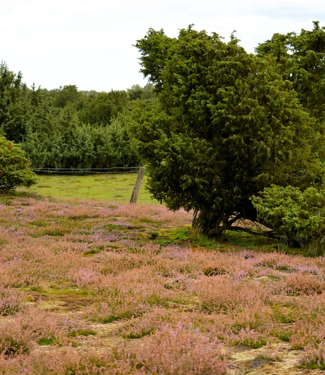 Zeugen der historischen Nutzung - Wacholderbüsche in der Haselünner Kuhweide - zu sehen auf der Abendwanderung mit Jutta Over.JPG
