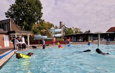 Mehrere Hunde schwimmen im Freibadbecken, Menschen stehen am Beckenrand.