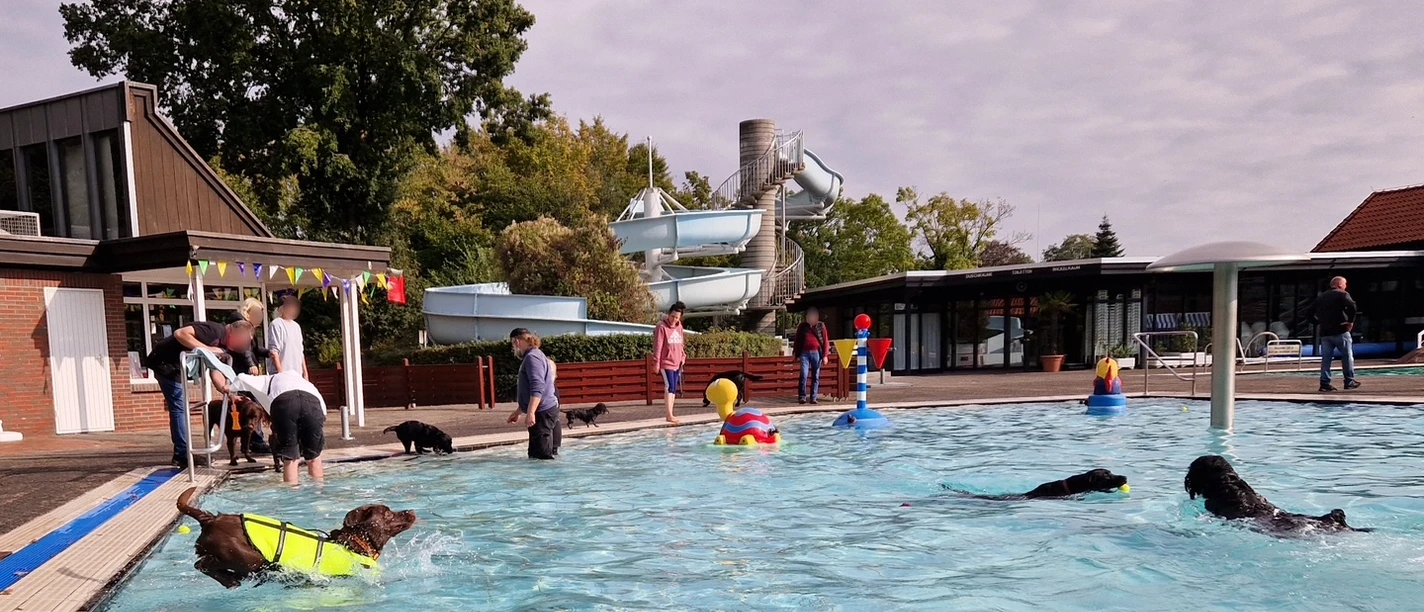 Mehrere Hunde schwimmen im Freibadbecken, Menschen stehen am Beckenrand.