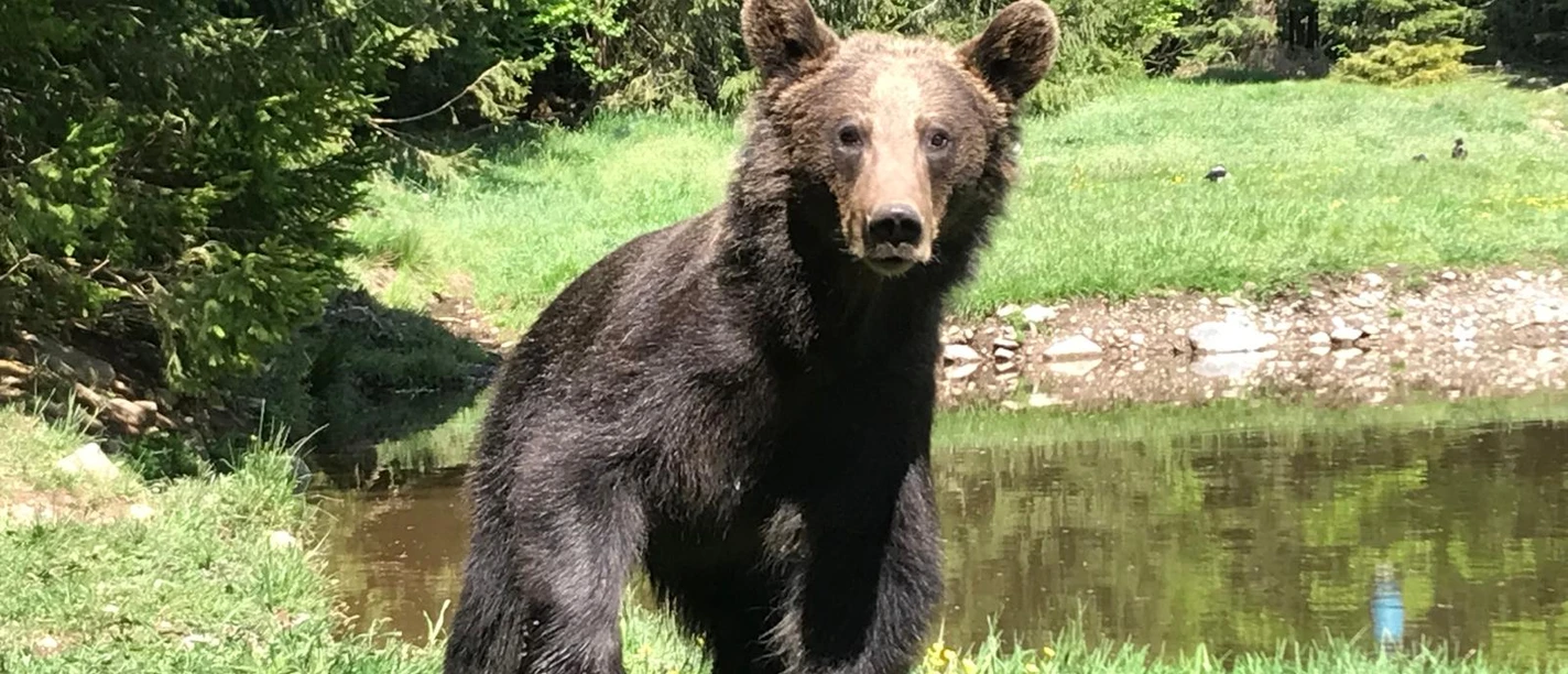Braunbär in Rumänien