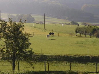 Halle Westfalen, Ascheloher Schweiz Grüne Weide mit grasenden Pferden und Bäumen, umgeben von sanften Hügeln und Wald im Hintergrund.