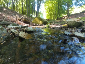 Luhquelle mit Findlingen Ein klarer Bach fließt sanft zwischen großen Felsen in einem von Bäumen gesäumten Waldstück.