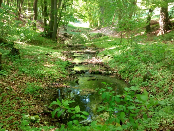 Luhquelle Eine friedliche Waldszene mit einem kleinen Bach, umgeben von üppigem Grün und Sonnenlicht.