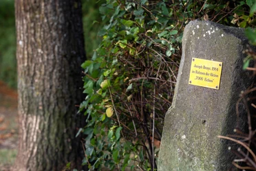 Basaltstele mit Beuys-Plakette neben Eichenstämmen und grünem Bewuchs in Nümbrecht