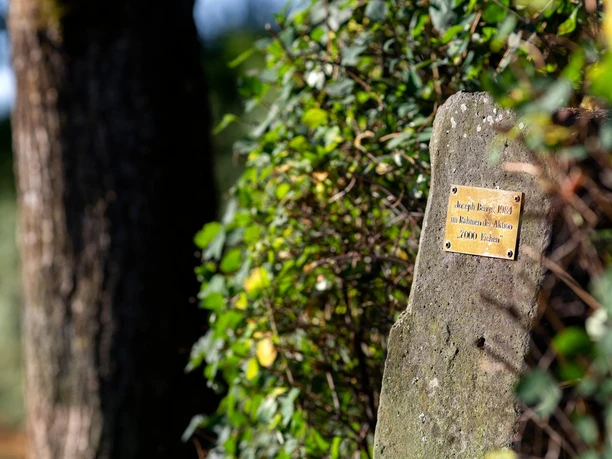 Basaltstele mit Beuys-Plakette zwischen Eichenstämmen und grünem Bewuchs