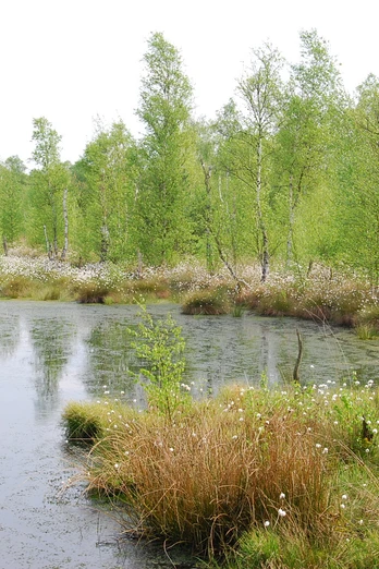 Ein stiller Teich im Moor mit Wasserpflanzen und angrenzender Birkenlandschaft unter bewölktem Himmel.A quiet pond in the moor with aquatic plants and an adjacent birch landscape under a cloudy sky.En stille dam i mosen med vandplanter og et nærliggende birkelandskab under en overskyet himmel.Een rustige vijver in het veen met waterplanten en een aangrenzend berkenlandschap onder een bewolkte hemel.