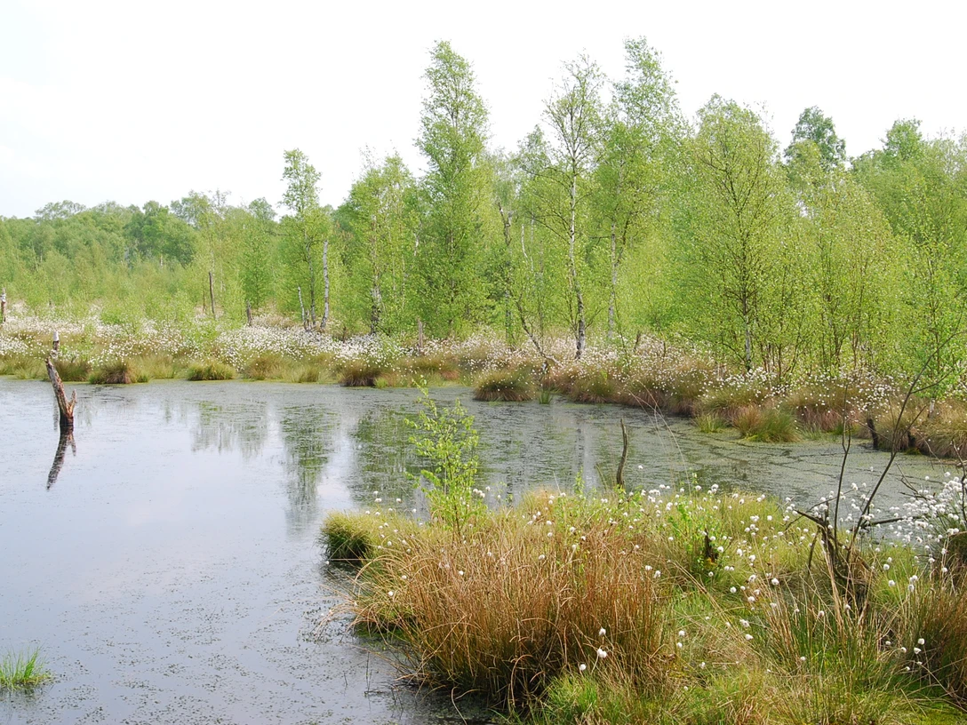 Moorhennies Moor Ein stiller Teich im Moor mit Wasserpflanzen und angrenzender Birkenlandschaft unter bewölktem Himmel.A quiet pond in the moor with aquatic plants and an adjacent birch landscape under a cloudy sky.En stille dam i mosen med vandplanter og et nærliggende birkelandskab under en overskyet himmel.Een rustige vijver in het veen met waterplanten en een aangrenzend berkenlandschap onder een bewolkte hemel.