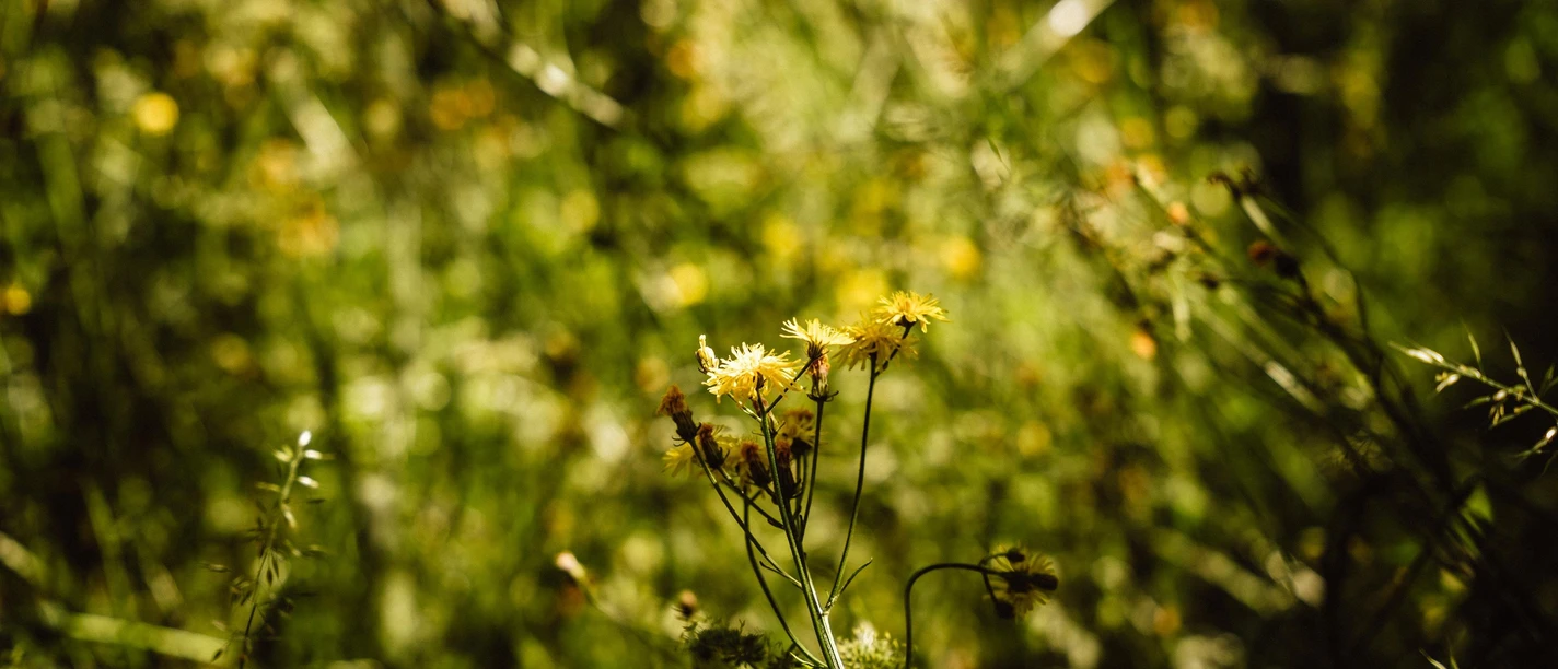 Blume auf einer grünen Wiese Blume auf einer grünen Wiese