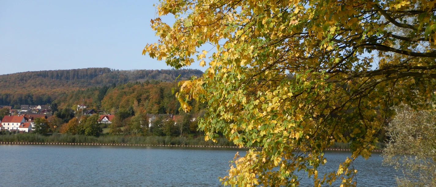 Herbstlicher SchiederSee Gelbes Herbstlaub eines Baumes hängt über einem ruhigen See, im Hintergrund bewaldete Hügel.