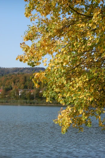 Herbstlicher SchiederSee Gelbes Herbstlaub eines Baumes hängt über einem ruhigen See, im Hintergrund bewaldete Hügel.