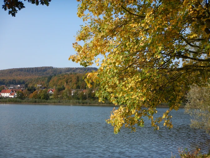 Herbstlicher SchiederSee Gelbes Herbstlaub eines Baumes hängt über einem ruhigen See, im Hintergrund bewaldete Hügel.