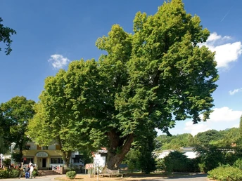 Alte Linde bei Würgassen