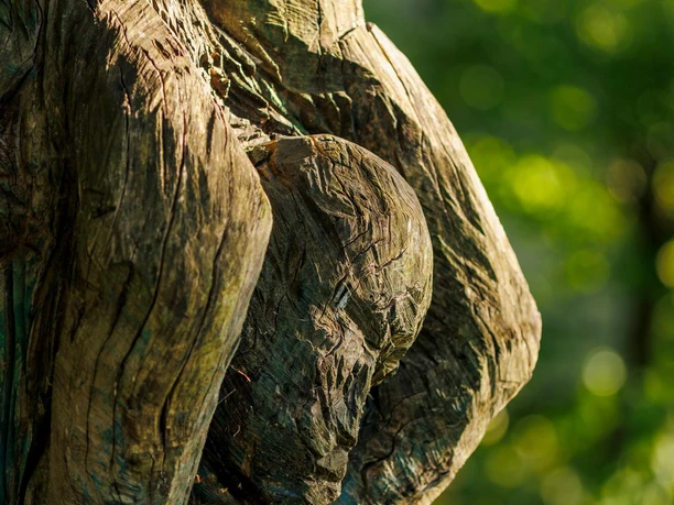 Nahaufnahme einer verwitterten Holzskulptur vor grünem Waldhintergrund