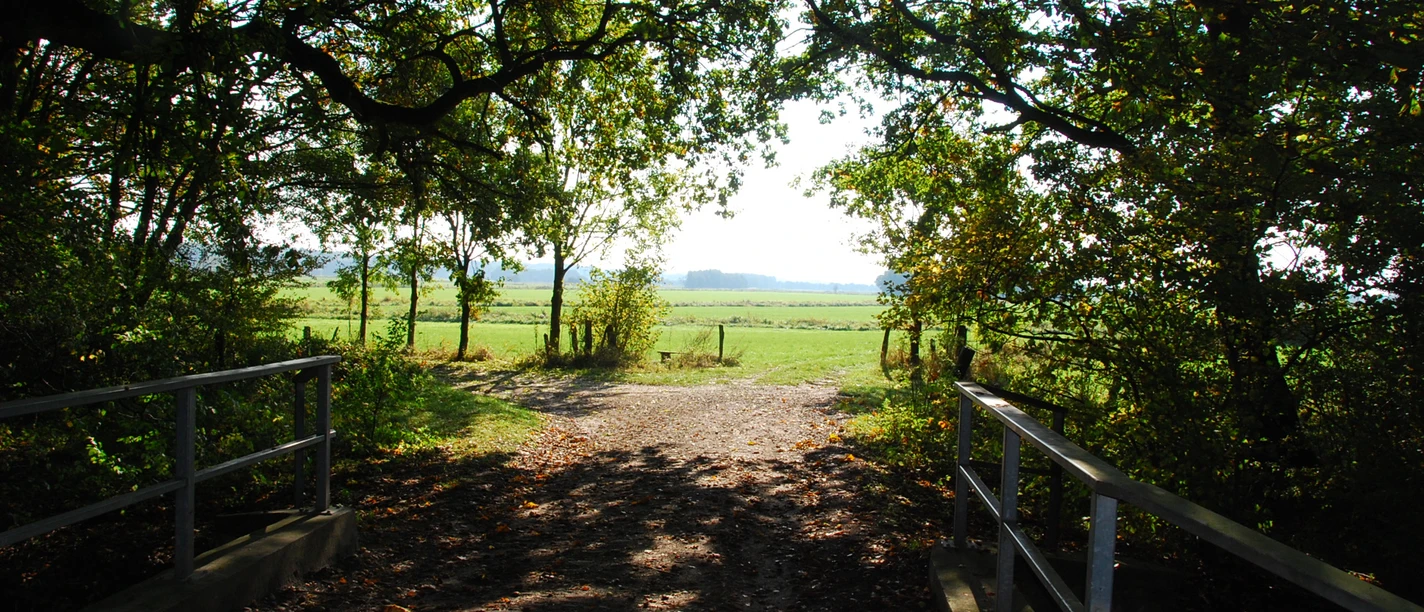 Moorhennies Blick in die Marsch View through trees onto a wide green marshland under a clear, sunny sky.