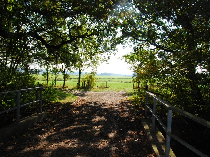 Moorhennies Blick in die Marsch Blick durch Bäume auf eine weite grüne Marschlandschaft unter einem klaren, sonnigen Himmel.View through trees onto a wide green marshland under a clear, sunny sky.Udsigt gennem træerne til et stort, grønt moseområde under en klar, solrig himmel.Uitzicht door de bomen op een uitgestrekt groen moerasland onder een heldere, zonnige hemel.
