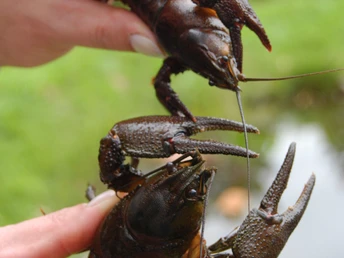 Moorhennies Krebszucht Zwei Hände halten lebendige Krebse voreinander, die mit erhobenen Scheren am Ufer eines Gewässers posieren.Two hands hold living crabs in front of each other, posing with raised claws on the shore of a body of water.To hænder holder levende krabber foran hinanden, mens de poserer med løftede kløer på bredden af et vandområde.Twee handen houden levende krabben voor elkaar, poserend met opgeheven scharen op de oever van een waterlichaam.