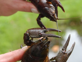 Moorhennies Krebszucht Zwei Hände halten lebendige Krebse voreinander, die mit erhobenen Scheren am Ufer eines Gewässers posieren.Two hands hold living crabs in front of each other, posing with raised claws on the shore of a body of water.To hænder holder levende krabber foran hinanden, mens de poserer med løftede kløer på bredden af et vandområde.Twee handen houden levende krabben voor elkaar, poserend met opgeheven scharen op de oever van een waterlichaam.
