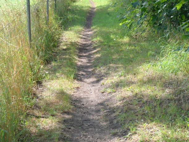 Poggenhagen Juli 2013 127 A narrow, unpaved path winds its way through a lush green, wooded landscape.