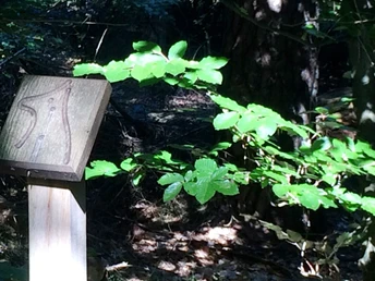 Beschilderung Waldlehrpfad Vosspäddken in der Erlebnisregion Artland Holzpfosten mit eingeritztem Labyrinth im lichten Wald, umgeben von grünen Blättern.Wooden post with carved labyrinth in the light forest, surrounded by green leaves.Træstolpe med udskåret labyrint i den lyse skov, omgivet af grønne blade.Houten paal met uitgesneden labyrint in het lichte bos, omringd door groene bladeren.