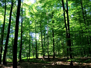 Wandern mit Kindern auf dem Waldlehrpfad Vosspäddken in der Erlebnisregion Artland Grüner Laubwald mit hohen Bäumen und Sonnenlicht, das durch das Blätterdach fällt.Green deciduous forest with tall trees and sunlight streaming through the canopy.Grøn løvskov med høje træer og sollys, der strømmer gennem trækronerne.Groen loofbos met hoge bomen en zonlicht dat door het bladerdak schijnt.