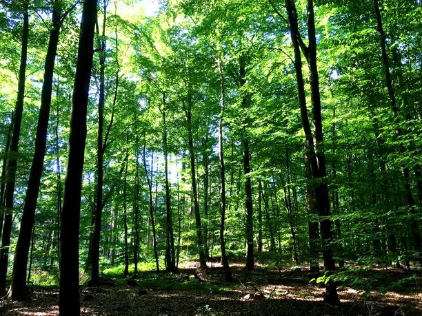 Wandern mit Kindern auf dem Waldlehrpfad Vosspäddken in der Erlebnisregion Artland Green deciduous forest with tall trees and sunlight streaming through the canopy.