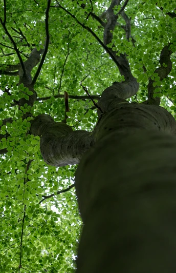 Blick von unten in die grünen Baumkronen eines Laubwaldes.View from below into the green treetops of a deciduous forest.Udsigt nedefra til de grønne trætoppe i en løvskov.Uitzicht van beneden in de groene boomtoppen van een loofbos.