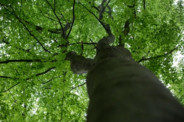 Wandergebiet Billkuhle in Berge View from below into the green treetops of a deciduous forest.