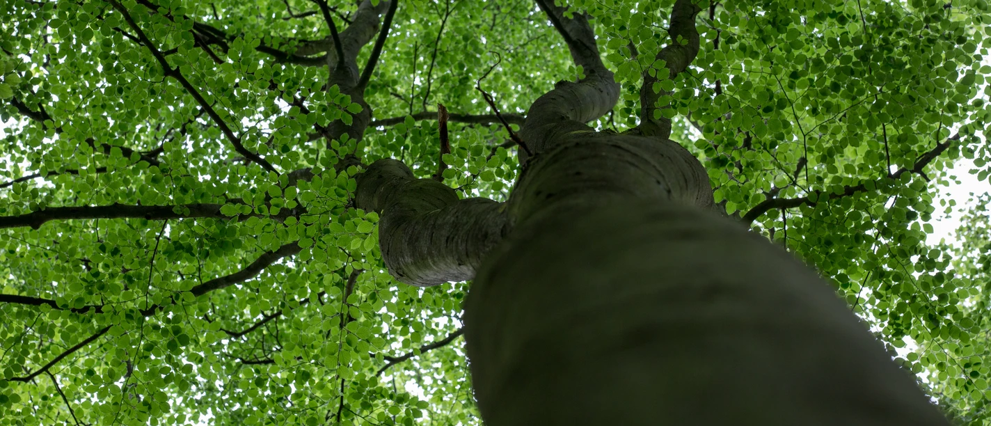 Wandergebiet Billkuhle in Berge View from below into the green treetops of a deciduous forest.