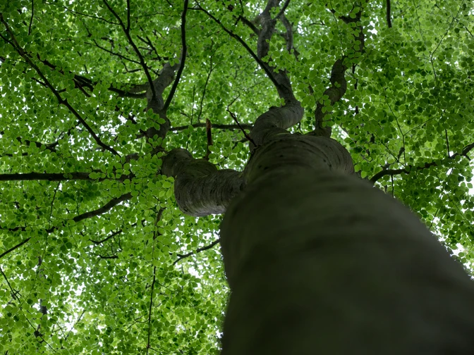 Wandergebiet Billkuhle in Berge Blick von unten in die grünen Baumkronen eines Laubwaldes.View from below into the green treetops of a deciduous forest.Udsigt nedefra til de grønne trætoppe i en løvskov.Uitzicht van beneden in de groene boomtoppen van een loofbos.