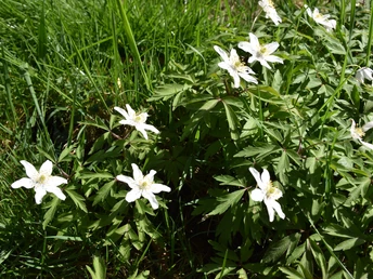 Weiße Buschwindröschen in voller Blüte, eingebettet in grünes Gras.White wood anemones in full bloom, embedded in green grass.Hvide skovanemoner i fuldt flor, indlejret i grønt græs.Witte bosanemonen in volle bloei, ingebed in groen gras.