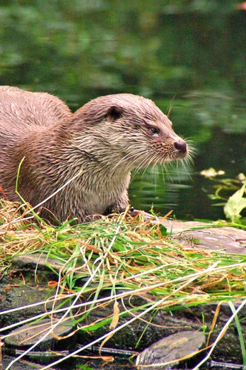 Otter im Otter-Zentrum Hankensbüttel Otter im Otter-Zentrum Hankensbüttel