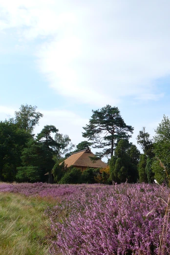 Schafstall am Heiligen Hain Schafstall am Heiligen Hain nahe Wahrenholz