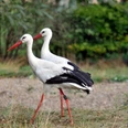 Storchenpaar Storchenpaar nahe dem NABU-Artenschutzzentrum Leiderde