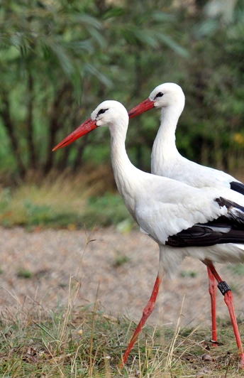 Storchenpaar Storchenpaar nahe dem NABU-Artenschutzzentrum Leiderde