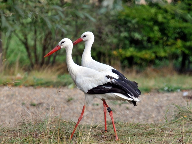 Storchenpaar Storchenpaar nahe dem NABU-Artenschutzzentrum Leiderde