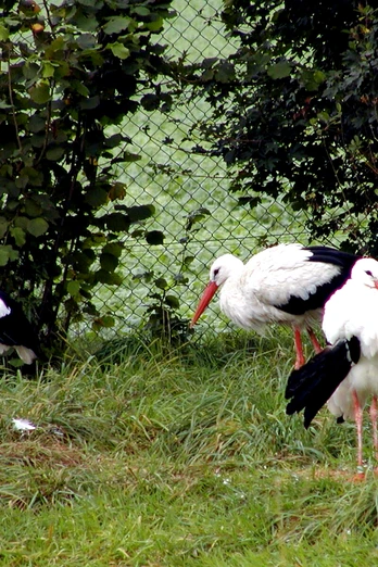 Störche im Grünen Störche im Grünen nahe dem NABU-Artenschutzzentrum Leiferde