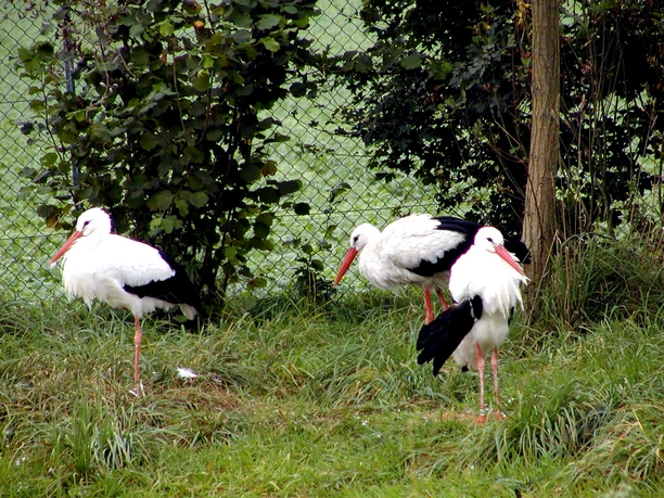 Störche im Grünen Störche im Grünen nahe dem NABU-Artenschutzzentrum Leiferde