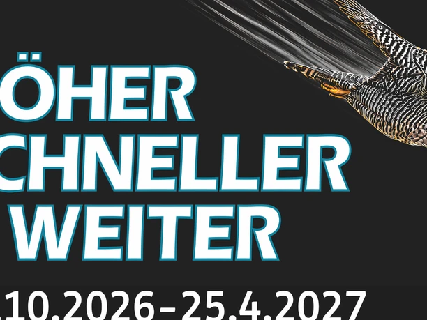 Teaserbild-HSW-7.png