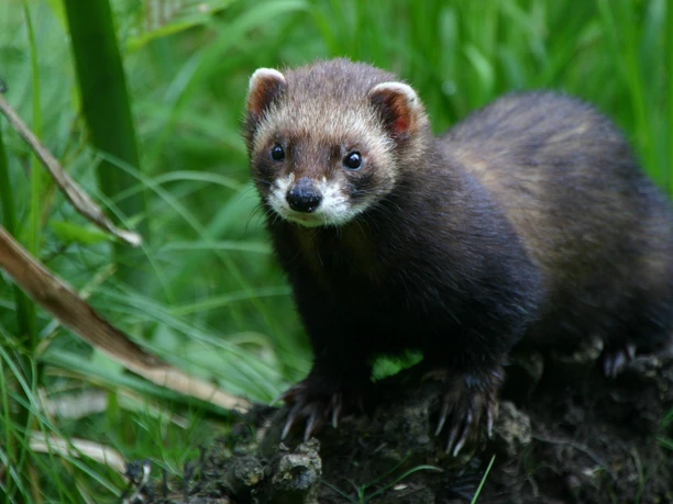 Frettchen im Otter-Zentrum Frettchen im Otter-Zentrum Hankensbüttel