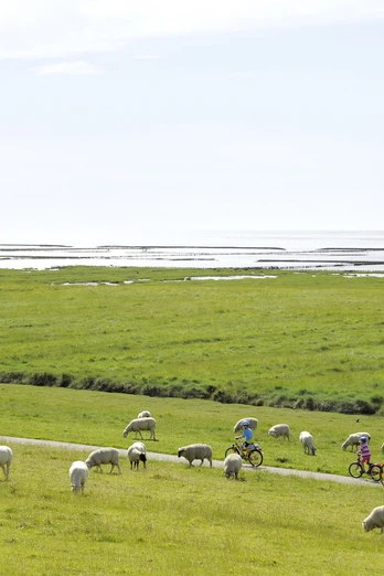 Radtour Natur pur im Speicherkoog