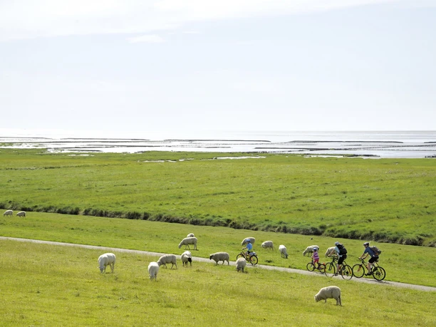 Radtour Natur pur im Speicherkoog
