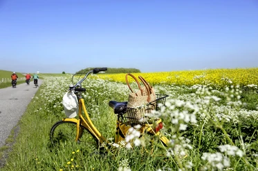 Radtour Naturgenuss Gelbes Rad am Feldweg mit Blumen und Radfahrern
