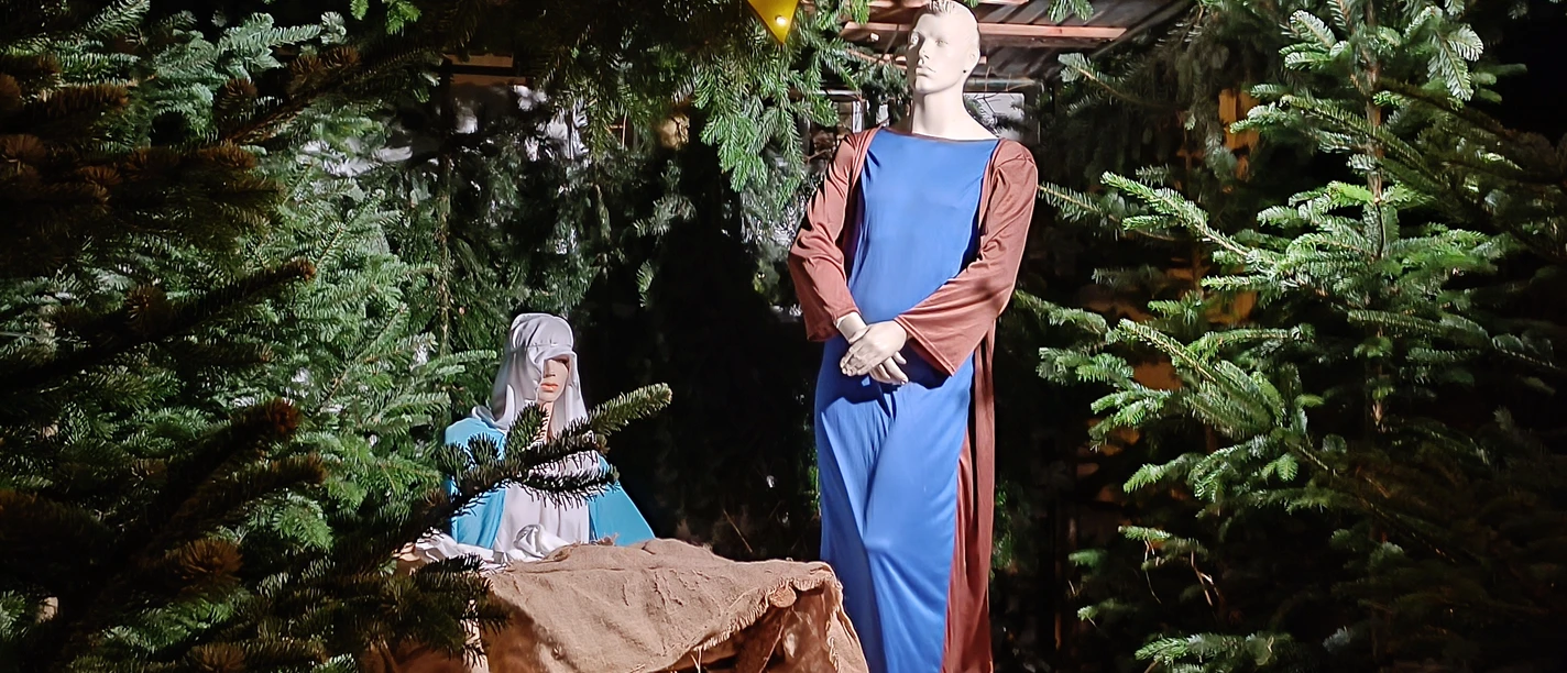 Beleuchtete Krippenszene mit Maria, Josef und Stern zwischen Tannengrün beim Winterfest