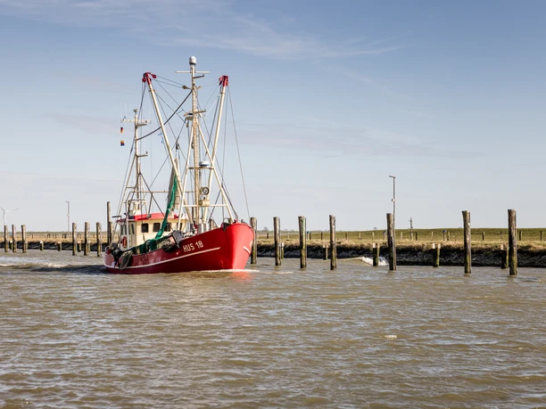 Süderhafen_(c) LTO Nordseeküste Nordfriesland_Markus Rohrbacher_2026_127 Krabbenkutter