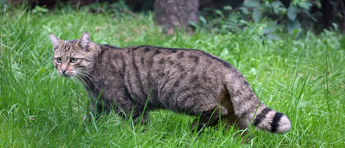 2026_Waldkatze_2.jpg